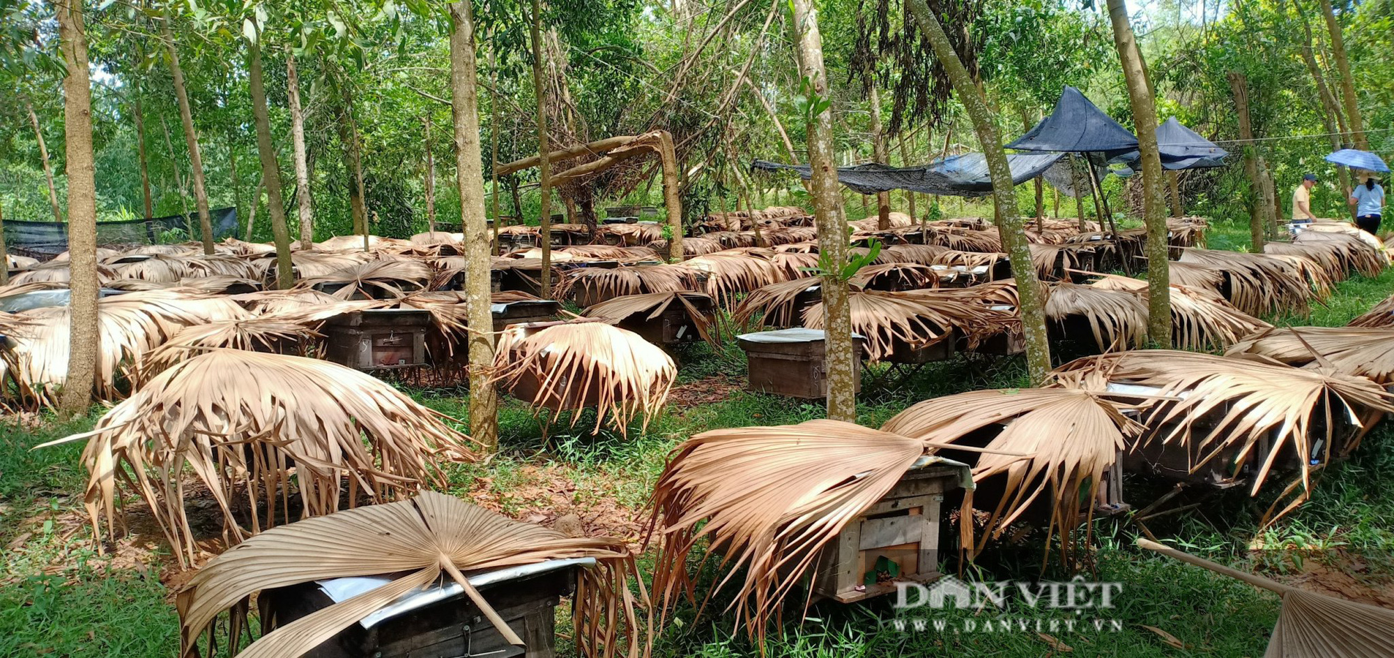 Nuôi ong “du mục” để &quot;nhả&quot; ra thứ mật ngọt ngào, nữ nông dân Thủ đô thu tiền tỷ - Ảnh 3.