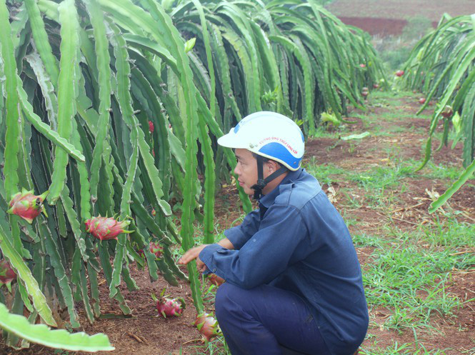 Nông dân Đắk Lắk điêu đứng vì thanh long rớt giá còn 2.000 đồng/kg - Ảnh 1. Nông dân Đắk Lắk điêu đứng vì thanh long rớt giá còn 2.000 đồng/kg - Ảnh 1.