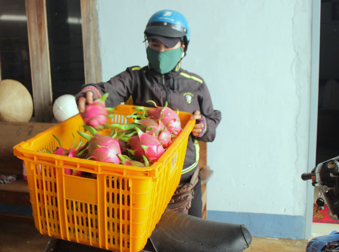Nông dân Đắk Lắk điêu đứng vì thanh long rớt giá còn 2.000 đồng/kg - Ảnh 2. Nông dân Đắk Lắk điêu đứng vì thanh long rớt giá còn 2.000 đồng/kg - Ảnh 2.