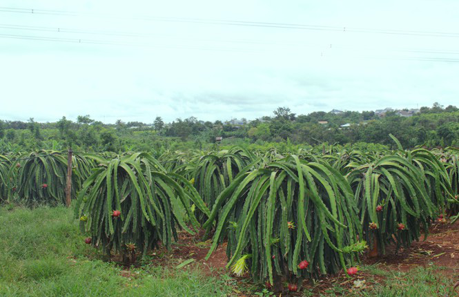 Nông dân Đắk Lắk điêu đứng vì thanh long rớt giá còn 2.000 đồng/kg - Ảnh 4. Nông dân Đắk Lắk điêu đứng vì thanh long rớt giá còn 2.000 đồng/kg - Ảnh 4.