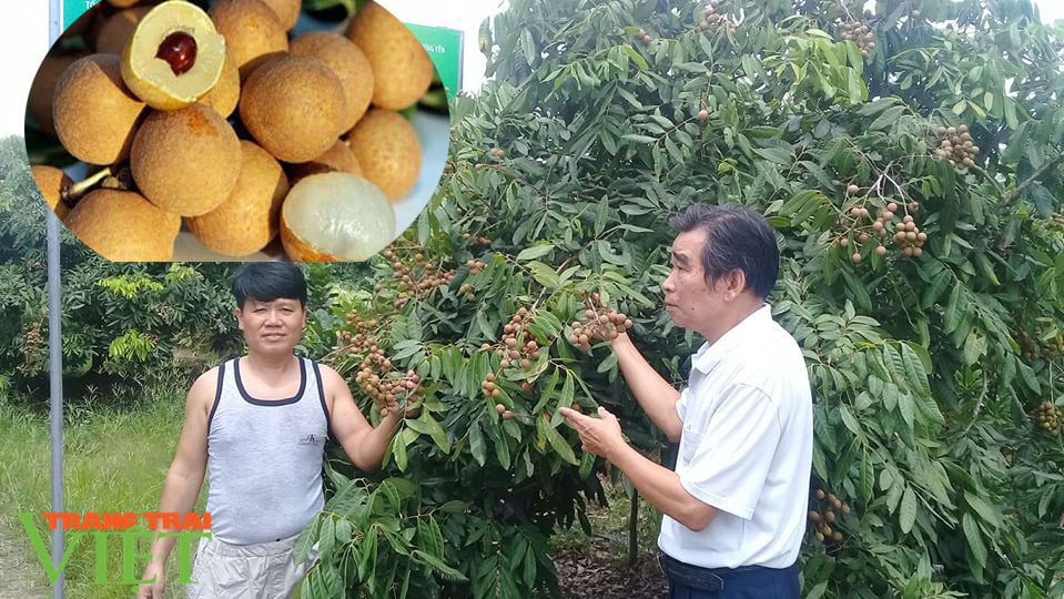 Giống nhãn tiến vua siêu ngọt có hạt màu đỏ &quot;cực dị&quot;, giá đắt nhất Hưng Yên ngon như thế nào? - Ảnh 1.