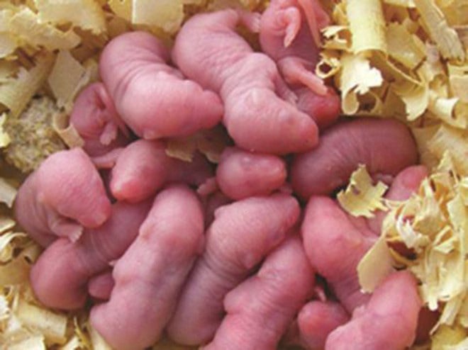 Thực hư các món ăn kinh dị được quý ông tin dùng như “viagra” - Ảnh 2.