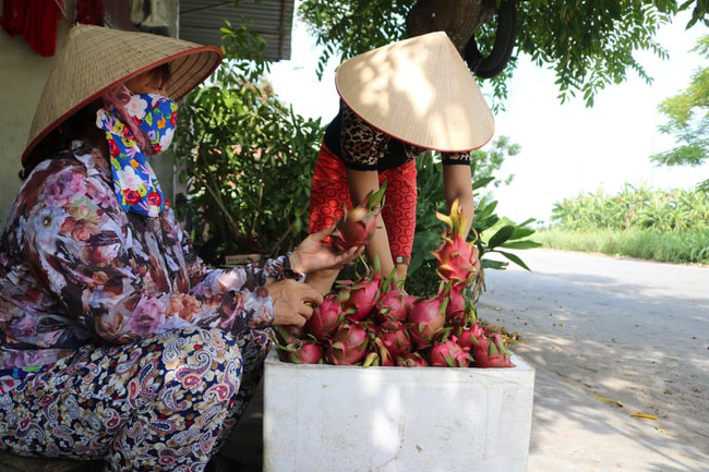 Cây thanh long “xóa” ruộng hoang đất Cảng - Ảnh 4.