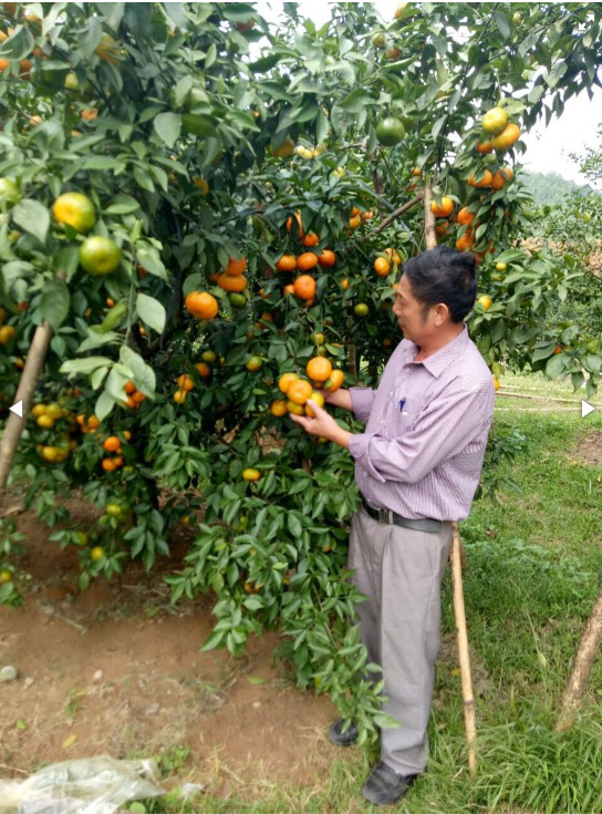 Yên tâm lên chợ thương mại điện tử mua - bán nông sản - Ảnh 1.