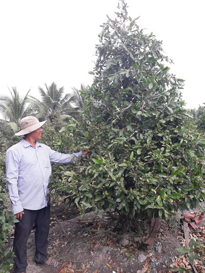  “Lên đời” cây biểu trưng mùa xuân, nông dân hy vọng thu tiền tỷ - Ảnh 4.