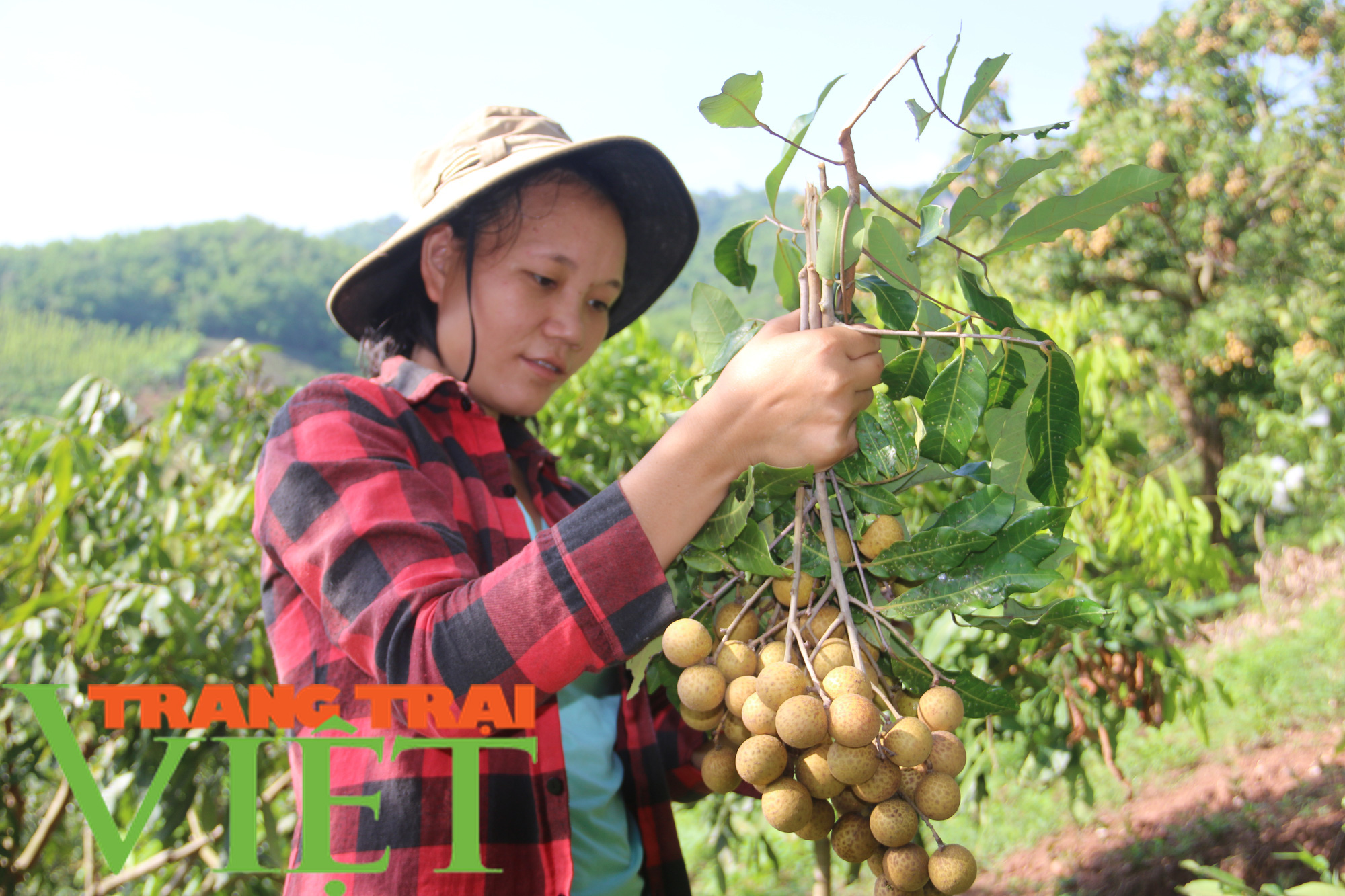 Hội Nông dân Yên Châu: Nhiều giải pháp giúp hội viên phát triển sản xuất - Ảnh 1.