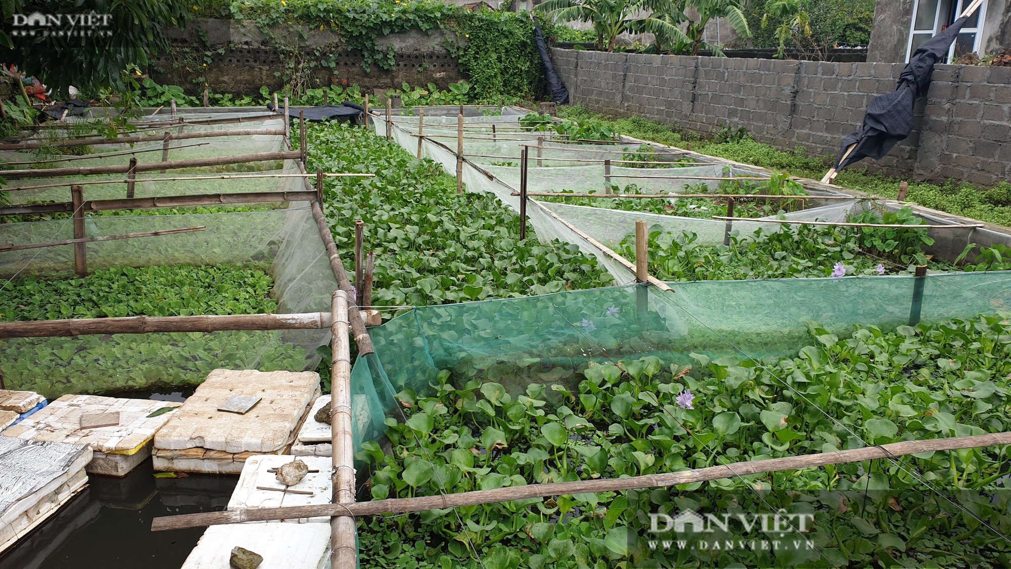 Ninh Bình: Lão nông nuôi đàn ốc mắn đẻ, bỏ túi gần nửa tỷ mỗi năm - Ảnh 3.