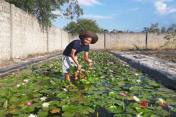 Chàng trai ‘điên’ thu tiền tỷ mỗi năm nhờ 'liều lĩnh' trồng hoa súng ngoại - Ảnh 1. Chàng trai ‘điên’ thu tiền tỷ mỗi năm nhờ 'liều lĩnh' trồng hoa súng ngoại - Ảnh 1.