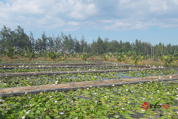 Chàng trai ‘điên’ thu tiền tỷ mỗi năm nhờ 'liều lĩnh' trồng hoa súng ngoại - Ảnh 5. Chàng trai ‘điên’ thu tiền tỷ mỗi năm nhờ 'liều lĩnh' trồng hoa súng ngoại - Ảnh 5.
