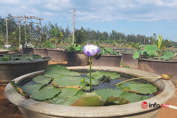 Chàng trai ‘điên’ thu tiền tỷ mỗi năm nhờ 'liều lĩnh' trồng hoa súng ngoại - Ảnh 3. Chàng trai ‘điên’ thu tiền tỷ mỗi năm nhờ 'liều lĩnh' trồng hoa súng ngoại - Ảnh 3.