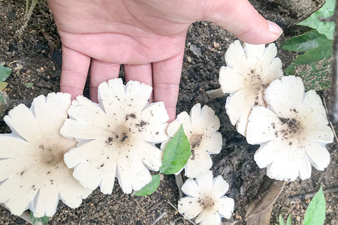 Nấm mối, món quà hào phóng của thiên nhiên - Ảnh 3. Nấm mối, món quà hào phóng của thiên nhiên - Ảnh 3.