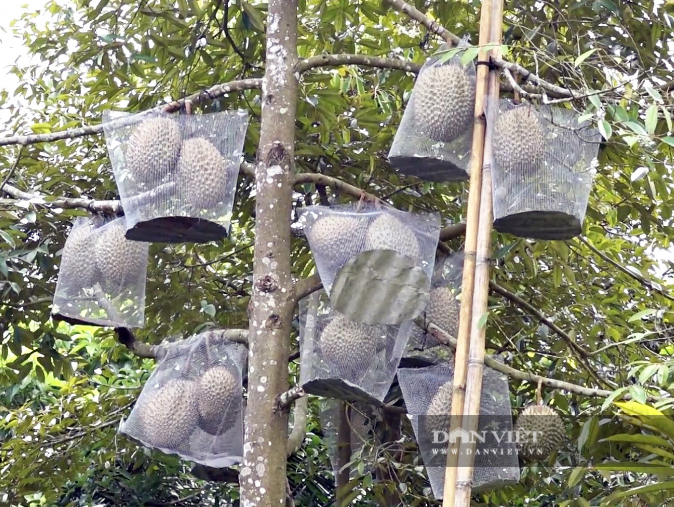 Sầu riêng trên đỉnh Thiên Cấm Sơn ngon thế nào mà muốn ăn phải đặt trước cả tháng? - Ảnh 1.