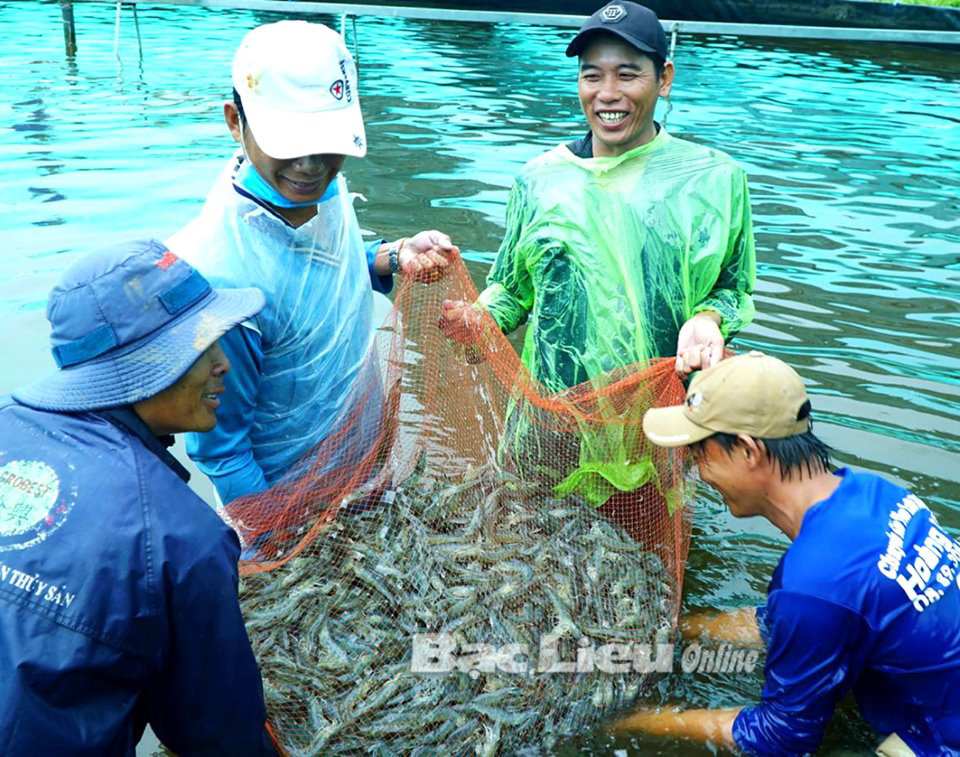 Bạc Liêu: Nuôi tôm công nghệ cao, thả dày đặc, nông dân dễ thành tỷ phú bền vững - Ảnh 1.