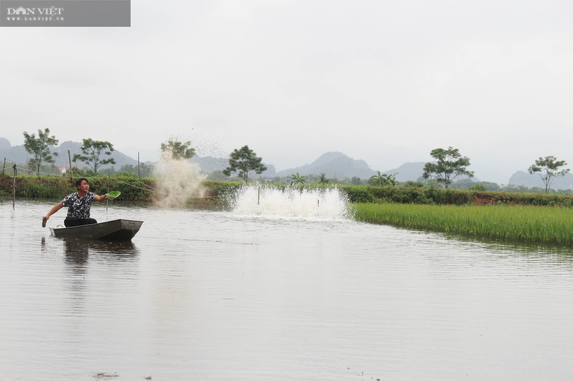 Hà Nội: Thả cá trong ruộng lúa, ít phải chăm cá lại lớn nhanh, nông dân để ra cả trăm triệu - Ảnh 2.