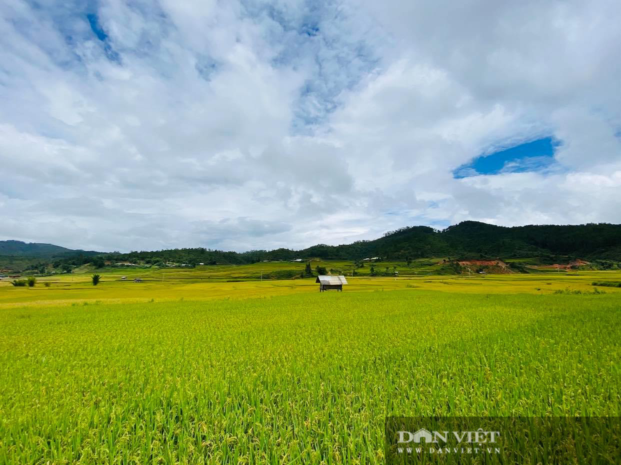 Mùa vàng rộn ràng trên đất Mù Cang Chải - Ảnh 1.