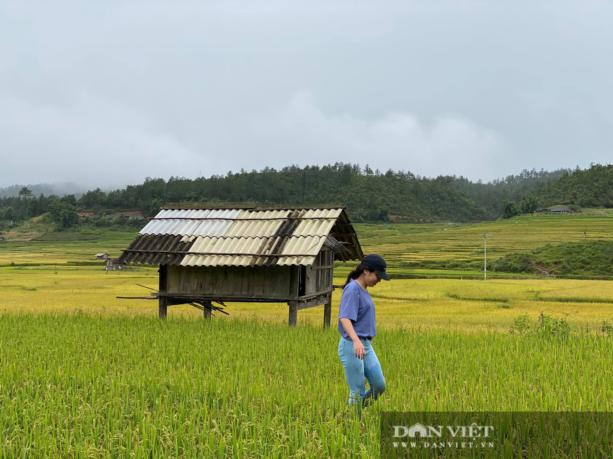 Mùa vàng rộn ràng trên đất Mù Cang Chải - Ảnh 6.