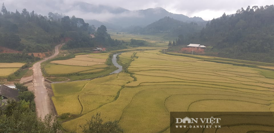 Mùa vàng rộn ràng trên đất Mù Cang Chải - Ảnh 2.