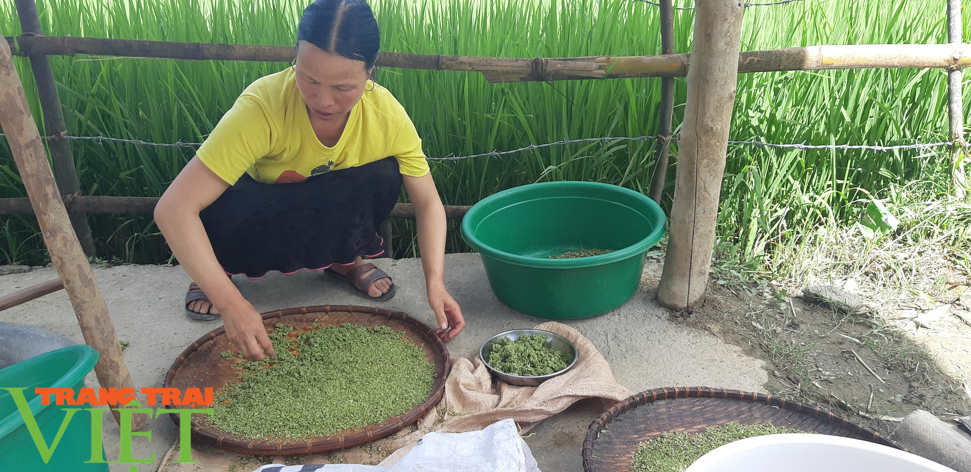 Cốm Tú Lệ rộn ràng vào mùa  - Ảnh 1.