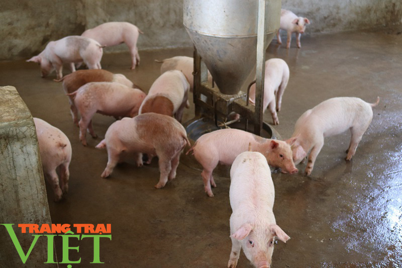 Nông dân vùng cao lãi 300 triệu đồng nhờ nuôi cả trăm con lợn - Ảnh 2. Nông dân vùng cao lãi 300 triệu đồng nhờ nuôi cả trăm con lợn - Ảnh 2.