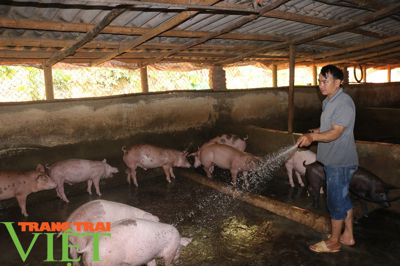 Nông dân vùng cao lãi 300 triệu đồng nhờ nuôi cả trăm con lợn - Ảnh 3. Nông dân vùng cao lãi 300 triệu đồng nhờ nuôi cả trăm con lợn - Ảnh 3.