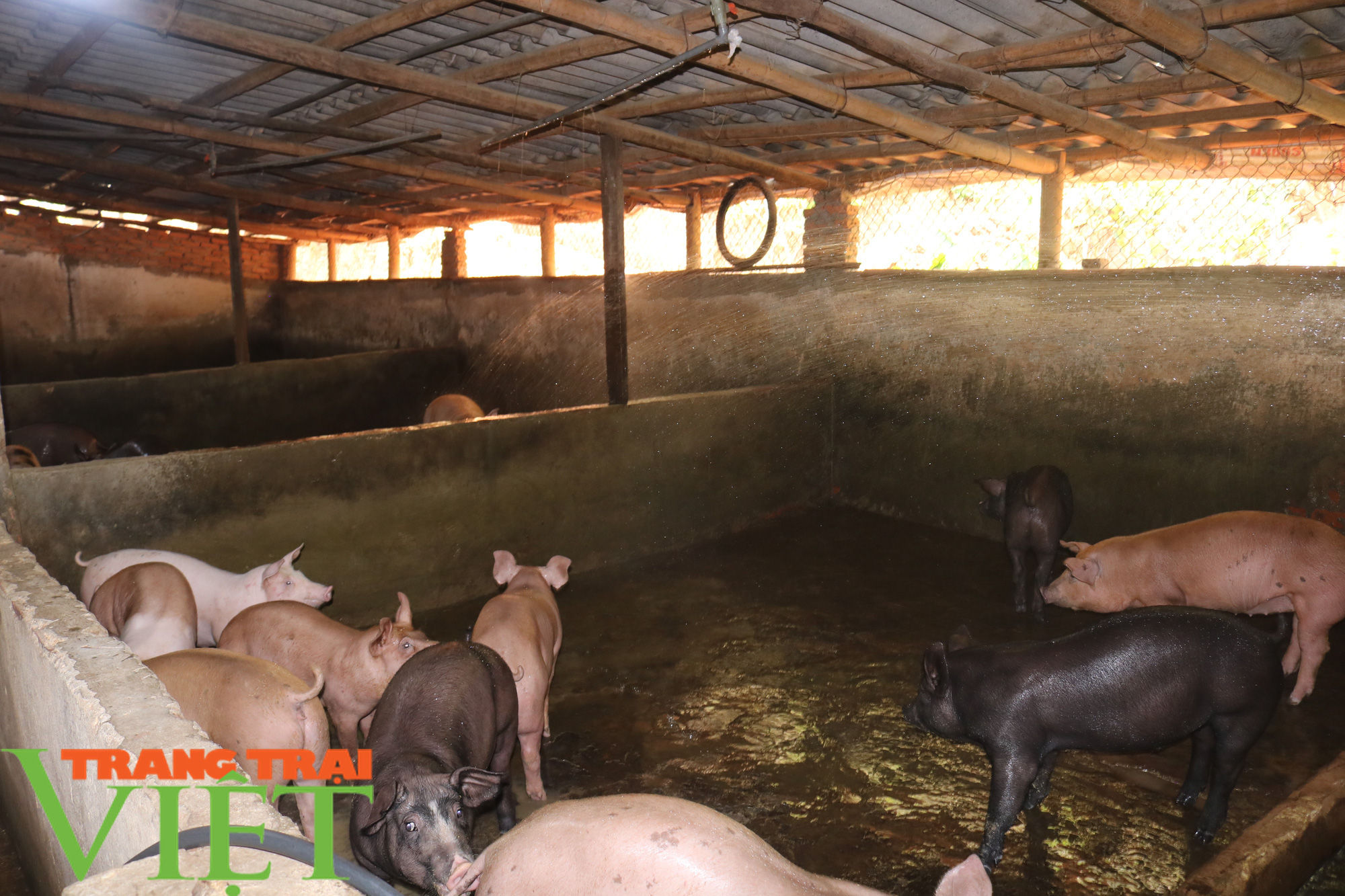 Nông dân vùng cao lãi 300 triệu đồng nhờ nuôi cả trăm con lợn - Ảnh 5. Nông dân vùng cao lãi 300 triệu đồng nhờ nuôi cả trăm con lợn - Ảnh 5.