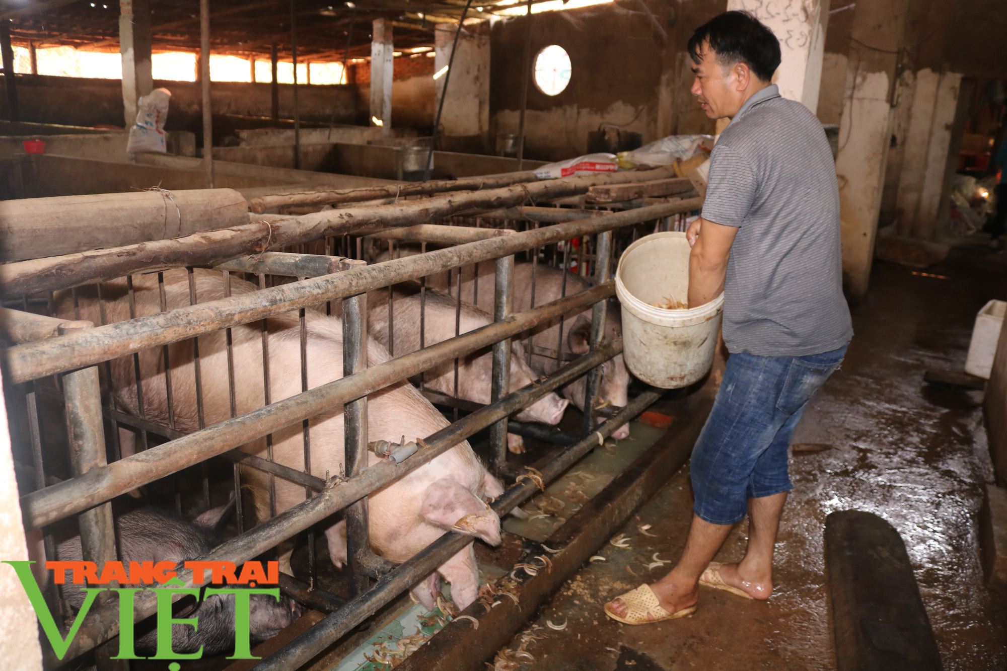 Nông dân vùng cao lãi 300 triệu đồng nhờ nuôi cả trăm con lợn - Ảnh 1. Nông dân vùng cao lãi 300 triệu đồng nhờ nuôi cả trăm con lợn - Ảnh 1.