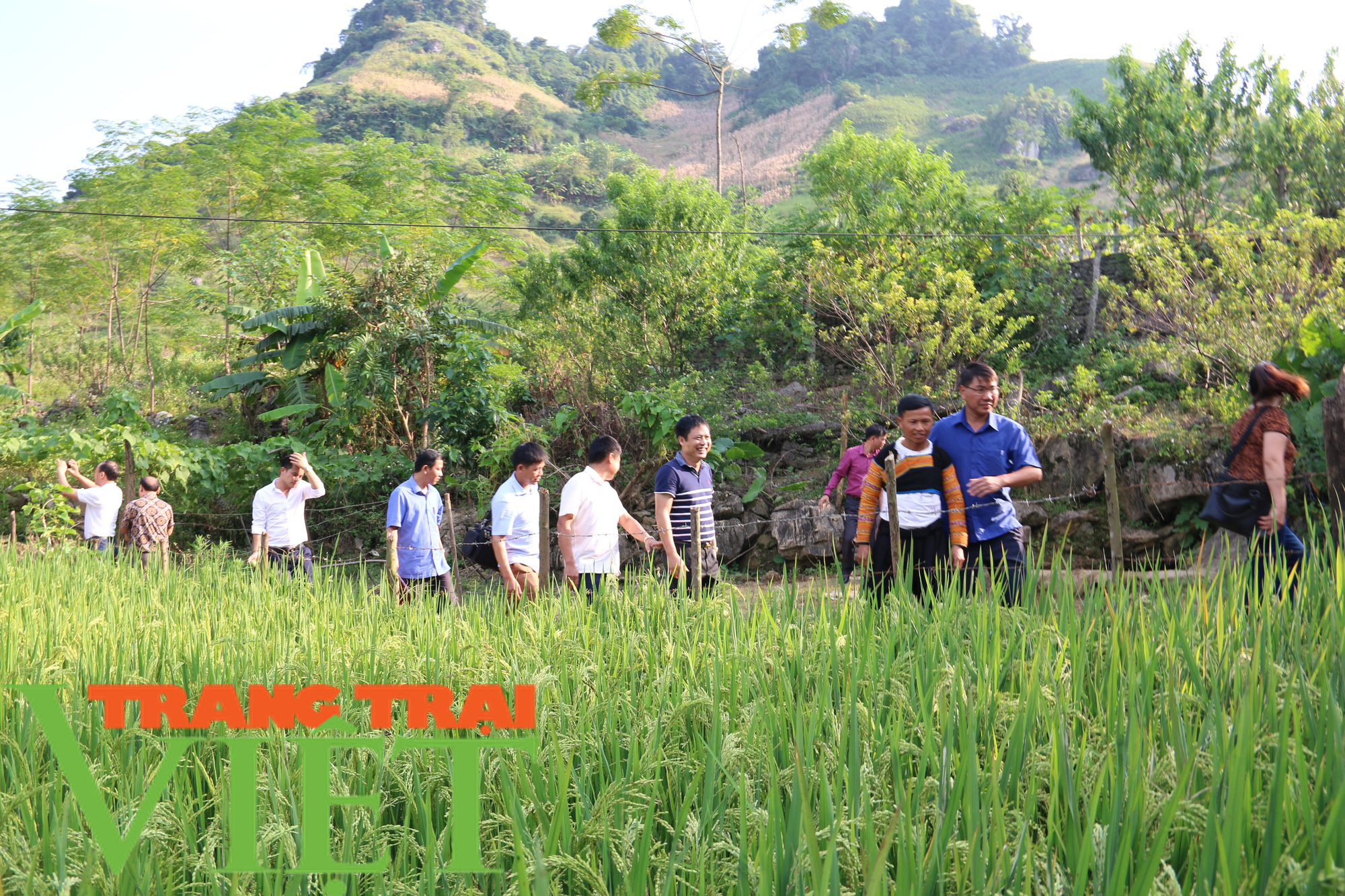 Hội viên nông dân Mộc Châu có mức thu nhập cao từ trồng cây ăn quả - Ảnh 4.