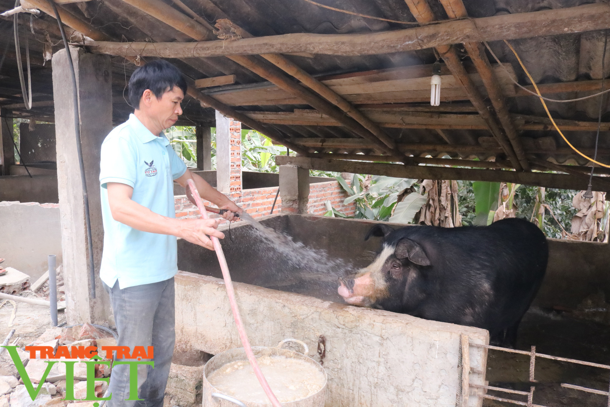 Nông dân Sơn La &quot;phát tài&quot; nhờ nuôi lợn - Ảnh 2.