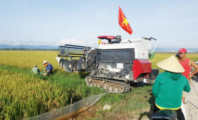 'Tranh cãi' lúa tái sinh ở Quảng Bình - Ảnh 2.