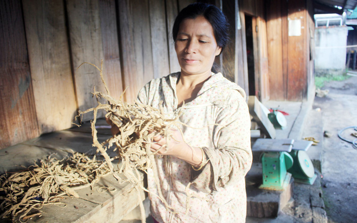 Giúp bà con thoát nghèo nhờ trồng “vàng đất” - Ảnh 1. Giúp bà con thoát nghèo nhờ trồng “vàng đất” - Ảnh 1.