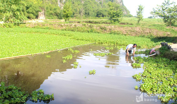 Ông nông dân đưa ốc bươu đen Quỳnh Lưu về nuôi 'thu lãi lớn' trên đất Anh Sơn - Ảnh 1. Ông nông dân đưa ốc bươu đen Quỳnh Lưu về nuôi 'thu lãi lớn' trên đất Anh Sơn - Ảnh 1.