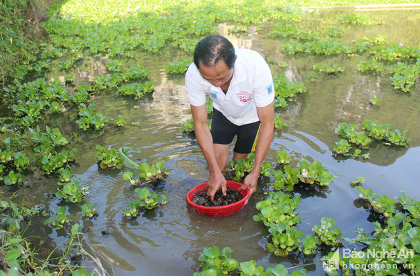 Ông nông dân đưa ốc bươu đen Quỳnh Lưu về nuôi 'thu lãi lớn' trên đất Anh Sơn - Ảnh 3. Ông nông dân đưa ốc bươu đen Quỳnh Lưu về nuôi 'thu lãi lớn' trên đất Anh Sơn - Ảnh 3.