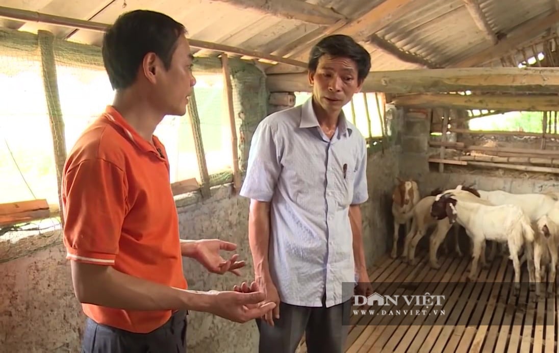 Trang trại dê nhập ngoại rộng 15ha giữa Thủ đô có gì đặc biệt? - Ảnh 10.