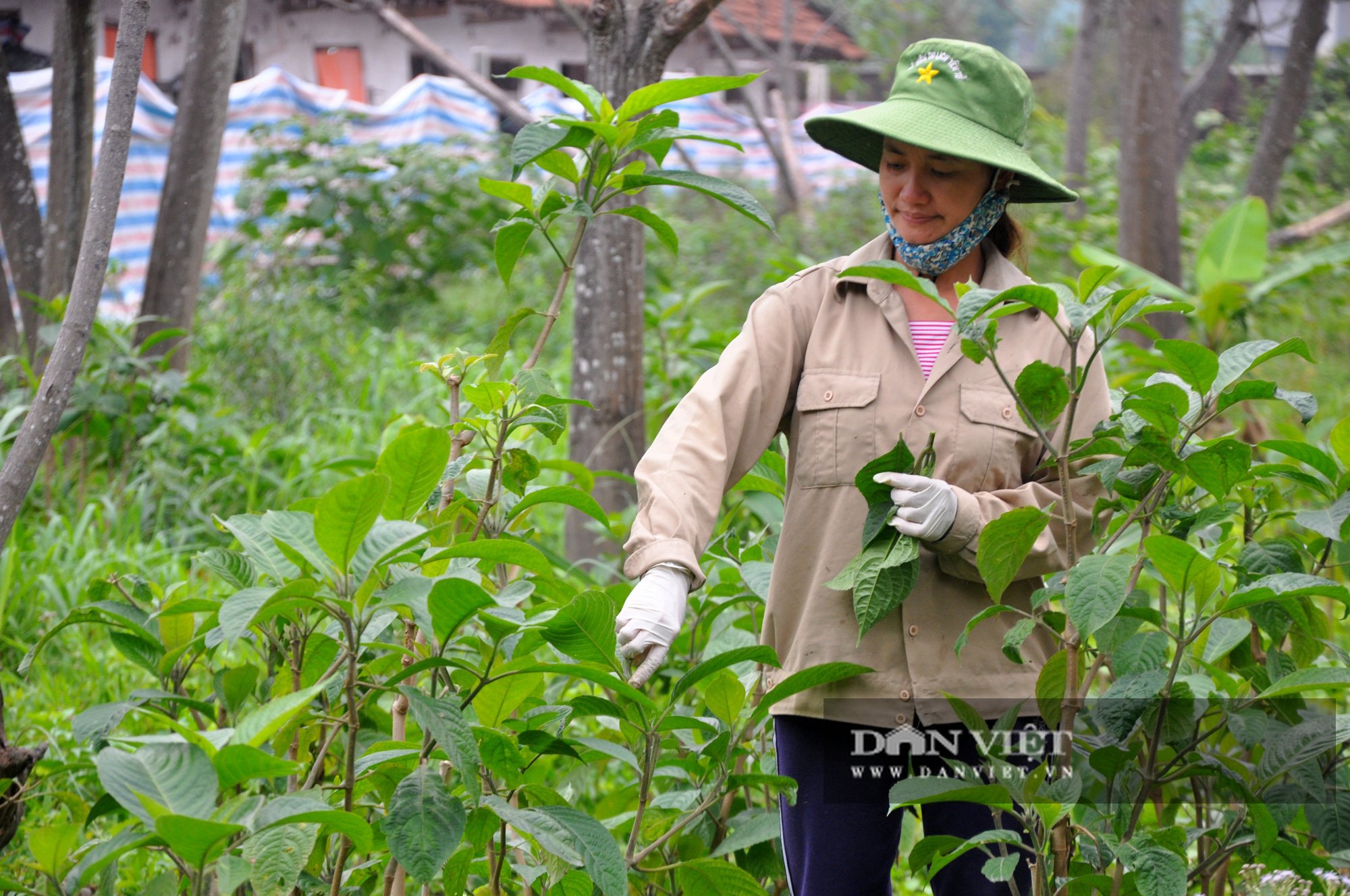 Trang trại dê nhập ngoại rộng 15ha giữa Thủ đô có gì đặc biệt? - Ảnh 5.