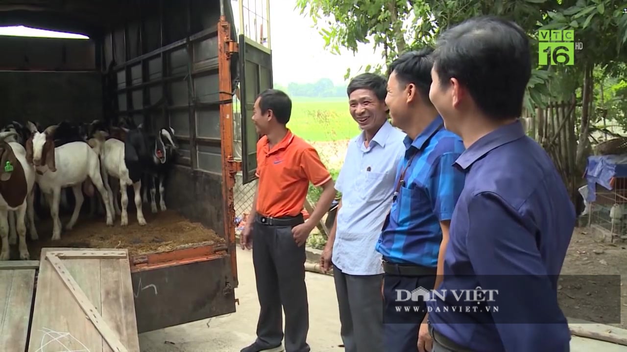 Trang trại dê nhập ngoại rộng 15ha giữa Thủ đô có gì đặc biệt? - Ảnh 9.