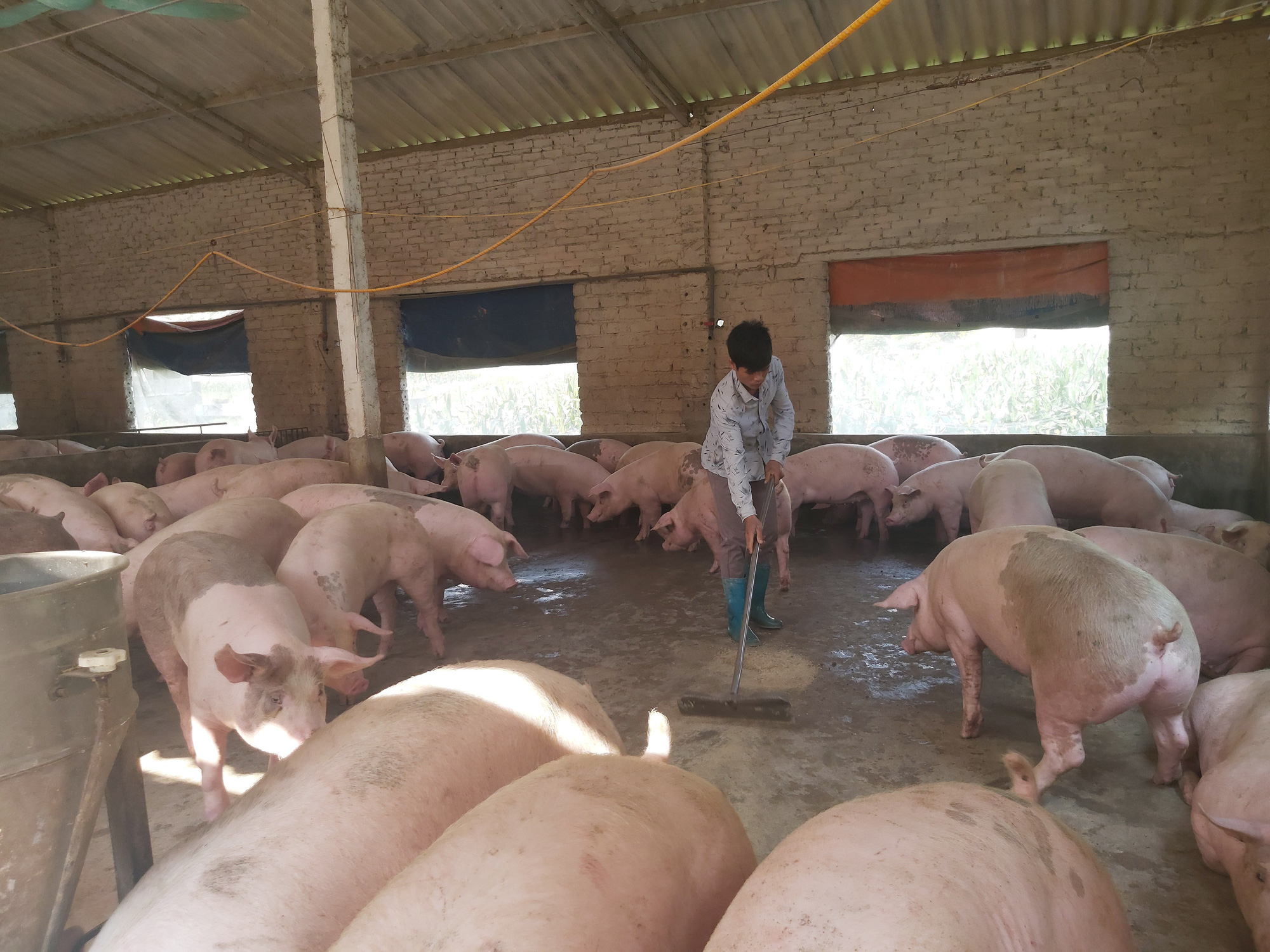 Nuôi lợn ăn đứt làm thép, doanh nghiệp đua nhau tái đàn - Ảnh 1.