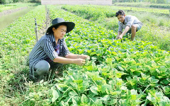 &quot;Thắng&quot; phèn chua, nước đen, dân Bình Chánh làm giàu trên vùng đất khó - Ảnh 1.