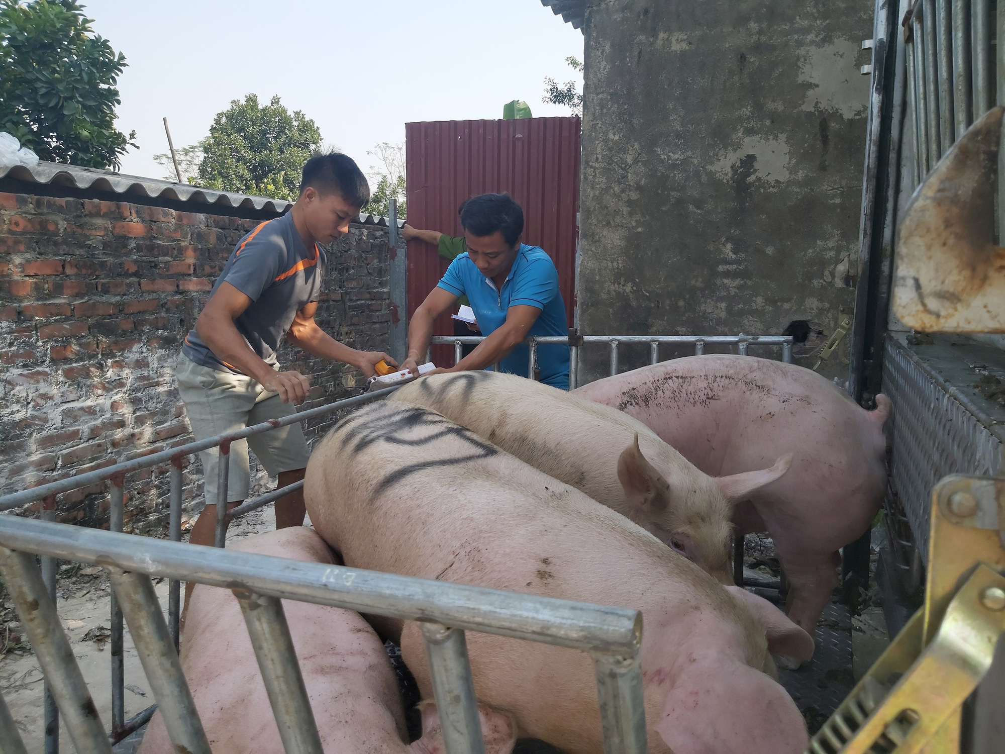 Giá lợn hơi còn 75.000 đồng/kg, Cục Chăn nuôi khẳng định: Nông dân vẫn có lãi - Ảnh 2.