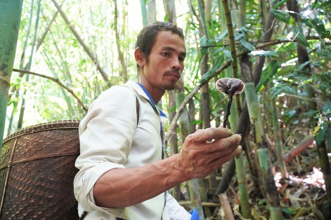 Săn nấm linh chi trong rừng sâu - Ảnh 2. Săn nấm linh chi trong rừng sâu - Ảnh 2.