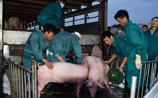Giá lợn hơi vừa hạ, người nuôi ngay lập tức bị lỗ nặng - Ảnh 1. Giá lợn hơi vừa hạ, người nuôi ngay lập tức bị lỗ nặng - Ảnh 1.