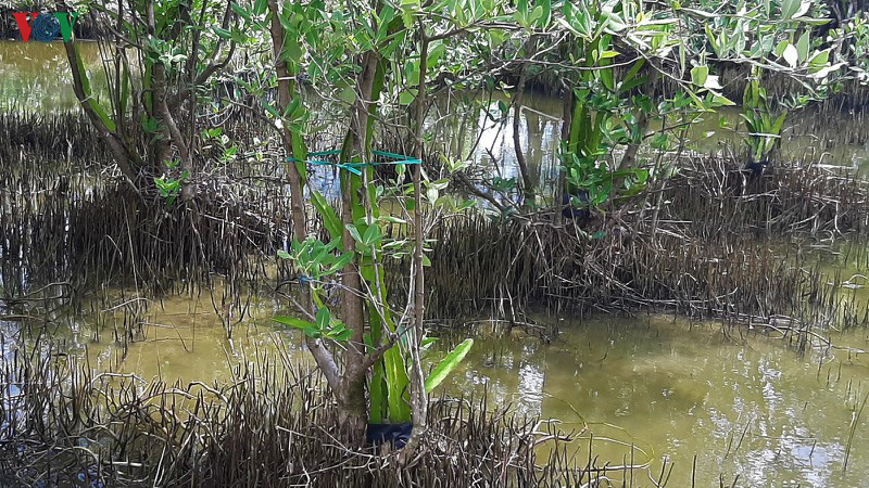 Mô hình “thanh long ôm gốc mắm” có một không hai của lão nông Cà Mau - Ảnh 2. Mô hình “thanh long ôm gốc mắm” có một không hai của lão nông Cà Mau - Ảnh 2.