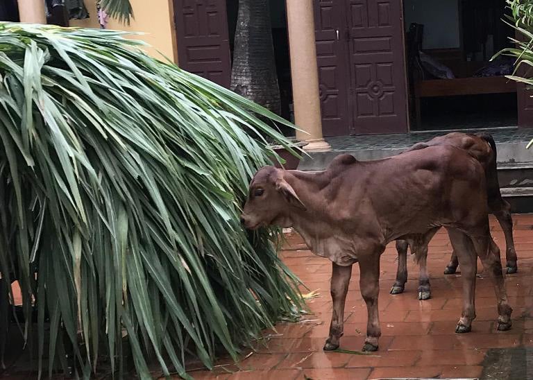 Nuôi những con bò lạ đặc sản, to &quot;khổng lồ&quot; thế này, nông dân Hà Nội làm giàu được là cái chắc - Ảnh 1.