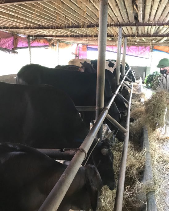 Nuôi những con bò lạ đặc sản, to &quot;khổng lồ&quot; thế này, nông dân Hà Nội làm giàu được là cái chắc - Ảnh 5.