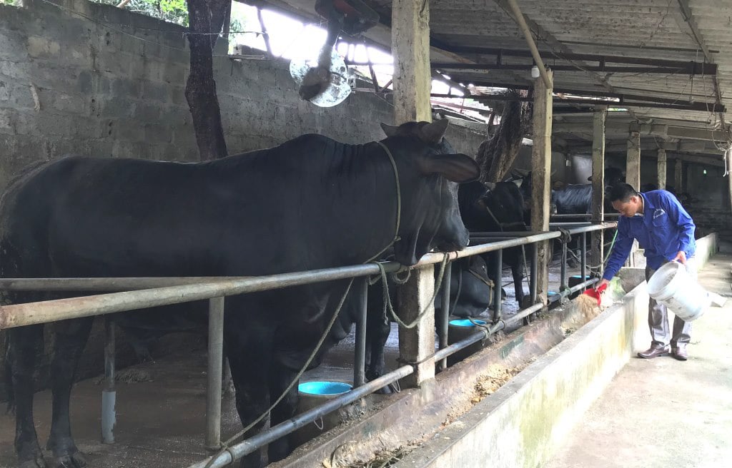 Nuôi những con bò lạ đặc sản, to &quot;khổng lồ&quot; thế này, nông dân Hà Nội làm giàu được là cái chắc - Ảnh 3.