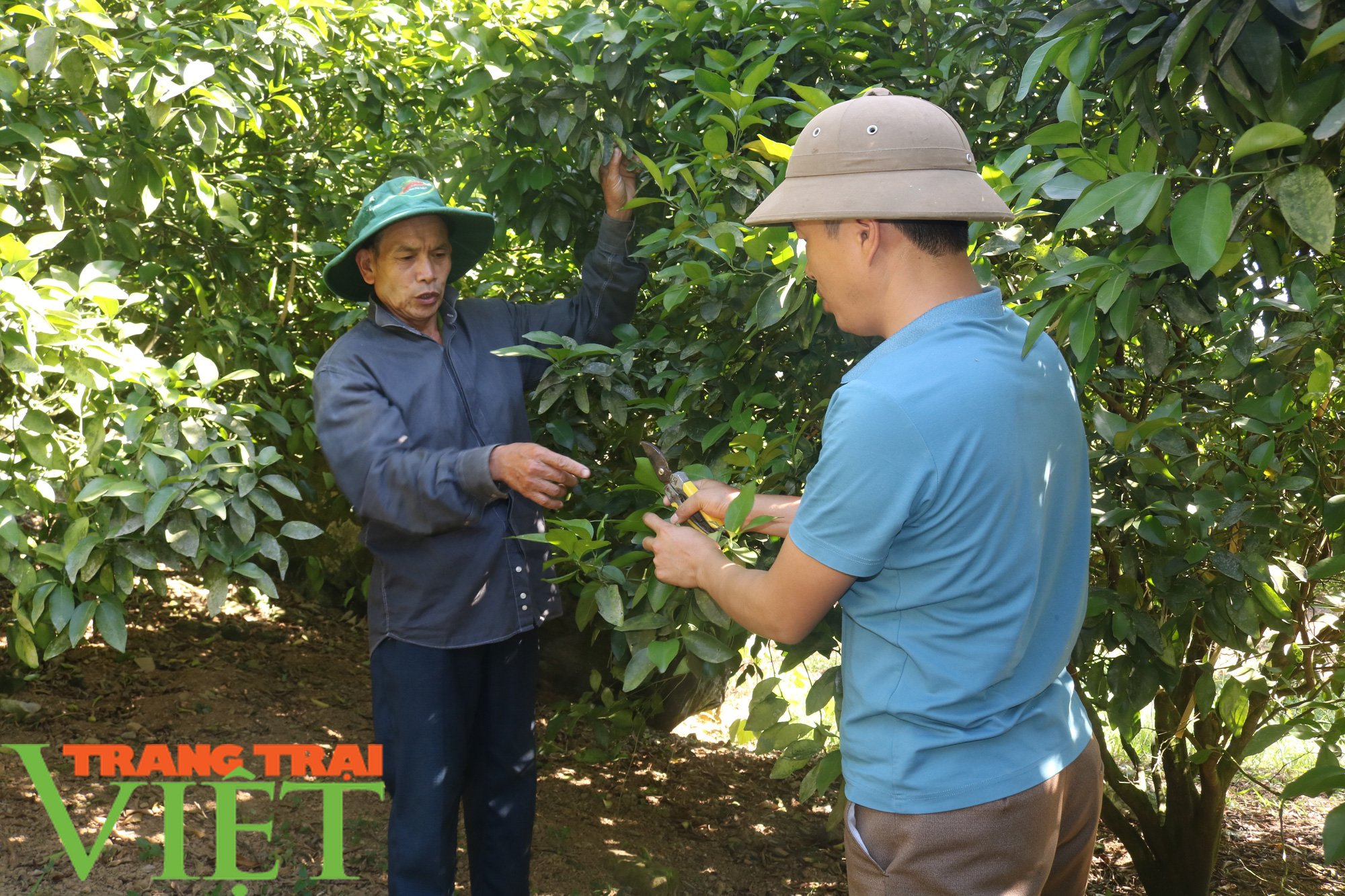 Làm đống nghề, Chi hội trưởng Hội Nông dân “bỏ túi” 900 triệu đồng - Ảnh 2.