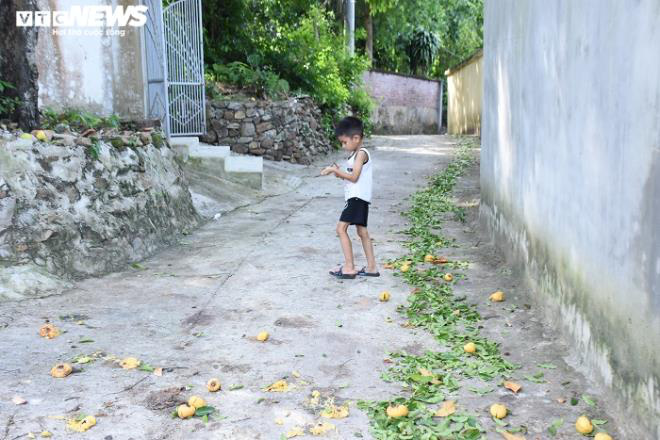 Cận cảnh rặng thị cổ gần nghìn năm tuổi ở Hải Phòng chín vàng mùa Vu Lan - Ảnh 19.
