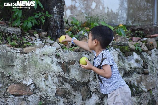 Cận cảnh rặng thị cổ gần nghìn năm tuổi ở Hải Phòng chín vàng mùa Vu Lan - Ảnh 18.