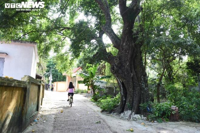 Cận cảnh rặng thị cổ gần nghìn năm tuổi ở Hải Phòng chín vàng mùa Vu Lan - Ảnh 6.