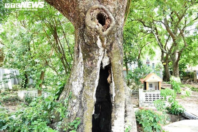 Cận cảnh rặng thị cổ gần nghìn năm tuổi ở Hải Phòng chín vàng mùa Vu Lan - Ảnh 5.