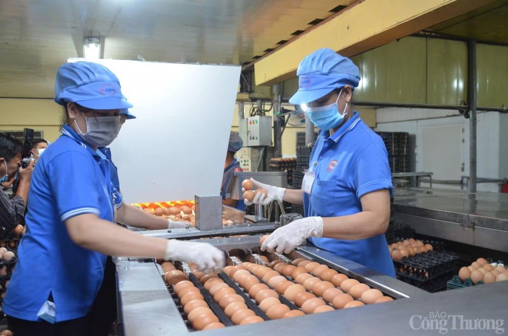 Người chăn nuôi gà điêu đứng vì giá liên tục giảm  - Ảnh 1.